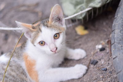 Close-up portrait of a cat