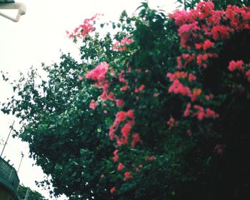 Low angle view of flowers on tree