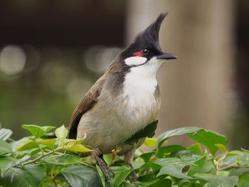 Close-up of plant against blurred background