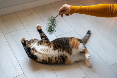 Hand of woman playing with multicolored pet cat using pine branch at home.