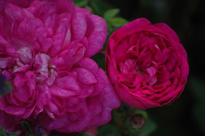 Close-up of pink rose blooming