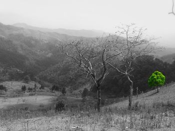 Bare trees on landscape against clear sky