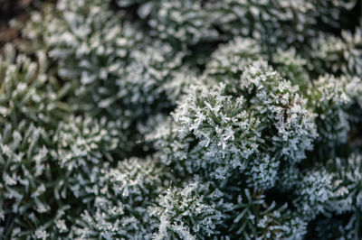 Close-up of frozen plant in winter