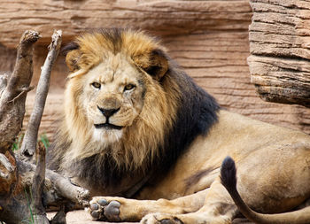 Portrait of cat relaxing on wood in zoo