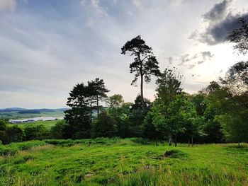 Trees on field against sky