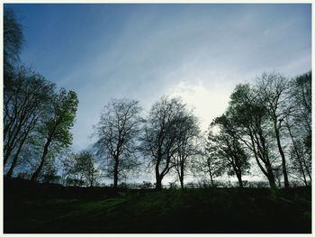 Low angle view of trees in forest against sky
