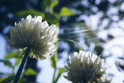 Close-up of white flowers growing outdoors