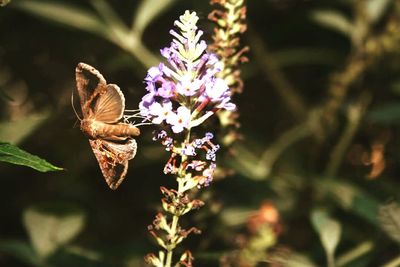 Close-up of insect on flower