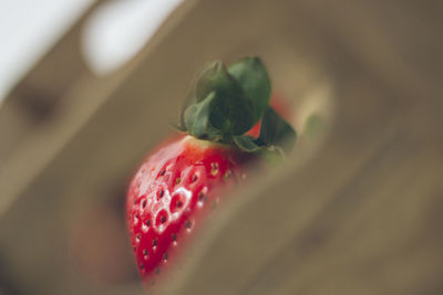 Close-up of strawberry growing on plant
