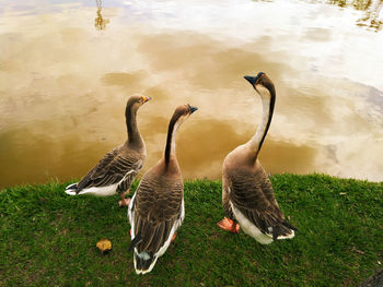 Ducks in a lake