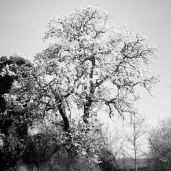 Low angle view of bare trees against sky