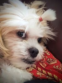 Close-up portrait of a dog