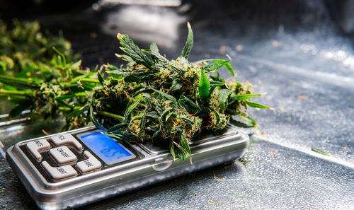 Close-up of potted plant on table