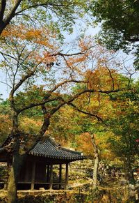 Trees by building during autumn