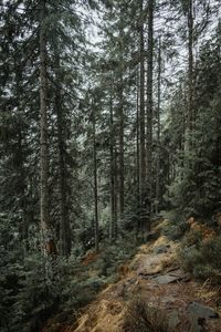 Trees in forest