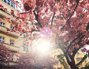 Low angle view of cherry blossoms in city