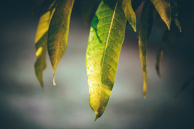 Close-up of leaves hanging on plant