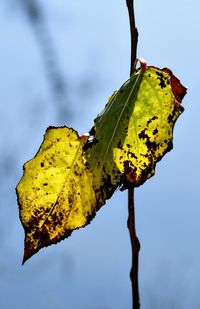 Close-up of leaf on plant against sky