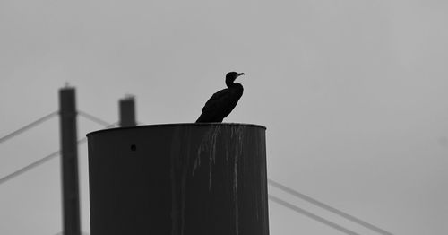 Low angle view of seagull perching on wooden post