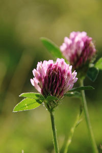 Close-up of pink flowering plant