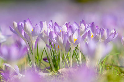 Close-up of purple crocus flowers on field