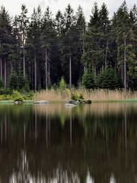 Scenic view of lake in forest