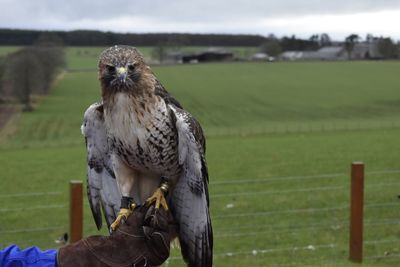 Portrait of red tail hawk