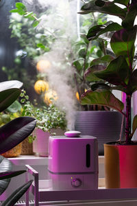 Steam from humidifier, moistens dry air surrounded by indoor houseplants. home garden, plant care