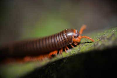 Macro shot of milliped on a rock