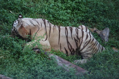 Side view of a cat in a forest