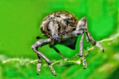 Close-up of spider on green leaf