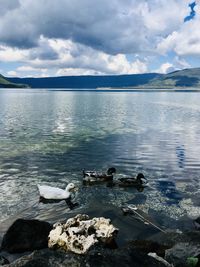 View of birds in lake against cloudy sky