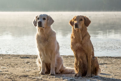 View of dogs on beach