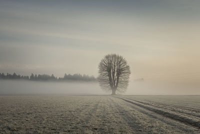 Bare tree on field in foggy weather during sunrise