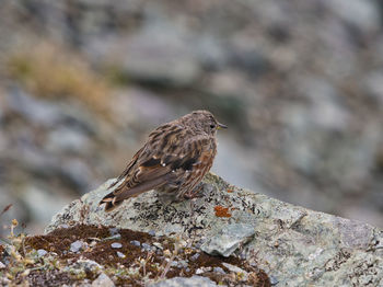 Close-up of bird perching on rock