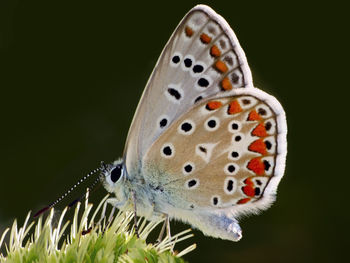 Close-up of butterfly