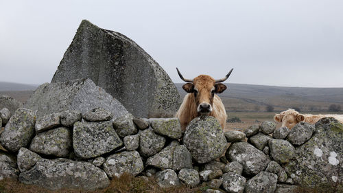 View of animal on rock against sky