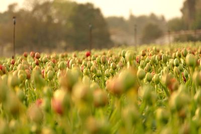 Close-up of plants growing on field