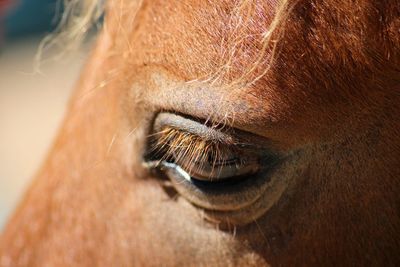 Close-up of horse eye