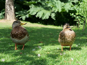 Bird perching on a field