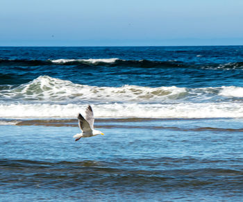 Seagull flying over sea against clear sky