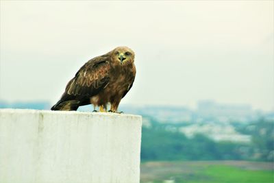 A kite on the parapet of our apartment