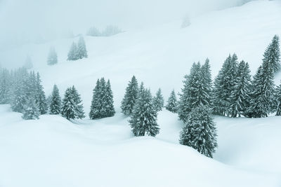 Pine trees on snow covered land