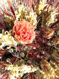 Close-up of cactus flower