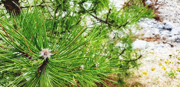 Close-up of pine tree