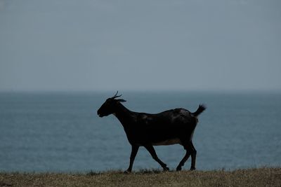 Horse standing on field by sea against sky
