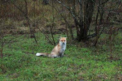 Portrait of fox on field