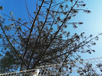 Low angle view of bare tree against clear sky