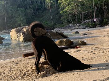 Dog standing on sand