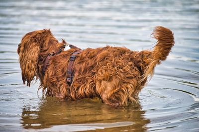 View of a dog in the lake